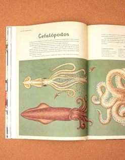 Animalium